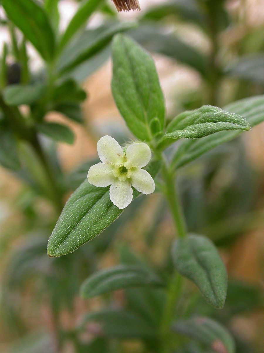 Lithospermum officinale, Common Gromwell